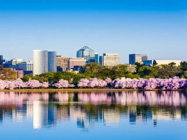 Cherry Blossoms & Blooms