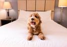 Plan Your Pet’s Stay