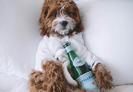 Plan Your Pet's Stay 