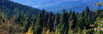 Page Banner