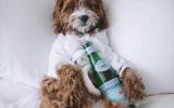 V.I.Pet Package
